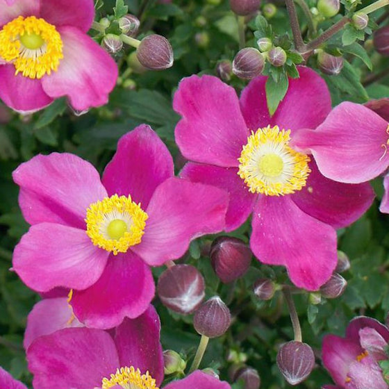 pretty lady susan anemone for sale online