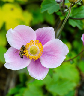 Anemone September Charm