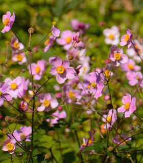 September Charm Anemone