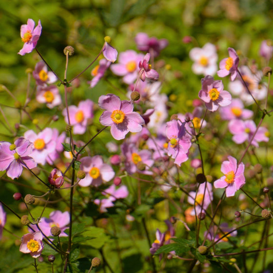Mass of anemone september charm blooms fall flower garden
