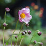 Anemone x hybrida 'September Charm' one flower with other flower buds and blurred background 