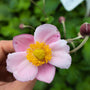 Anemone x hybrida 'September Charm' light pink flowers with yellow stamens and green foliage in background