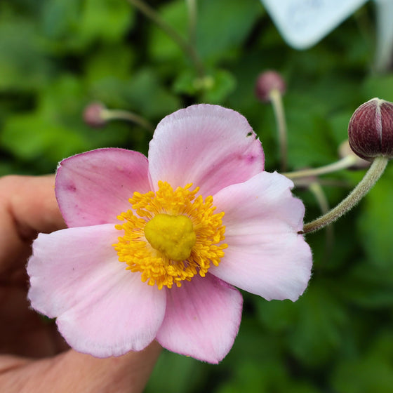 Buy Anemone September Charm Online 