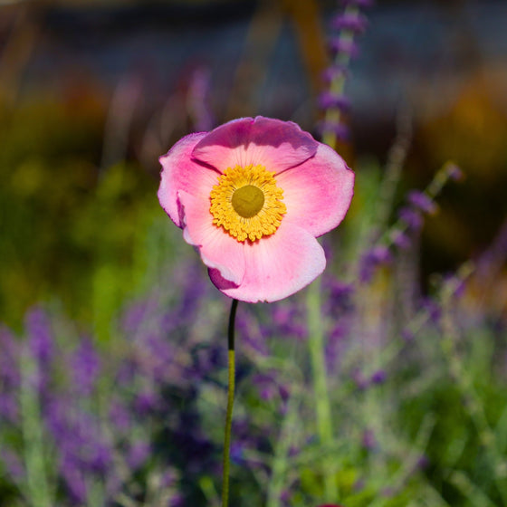 ANEMONE SEPTEMBER CHARM PINK BLOOM WITH A BACKDROP OF PURPLE RUSSIAN SAGE