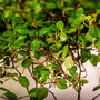 close up of angel vine with tiny green glossy leaves