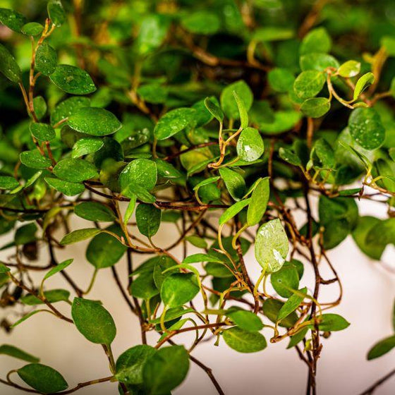 close up of angel vine with tiny green glossy leaves