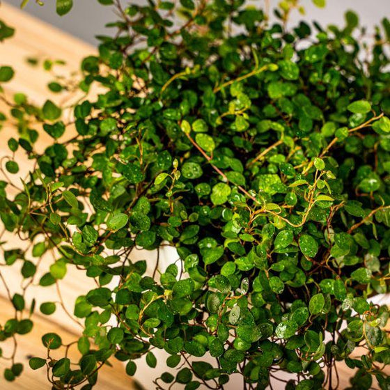 view of angel vine in a white pot with tons of leaves