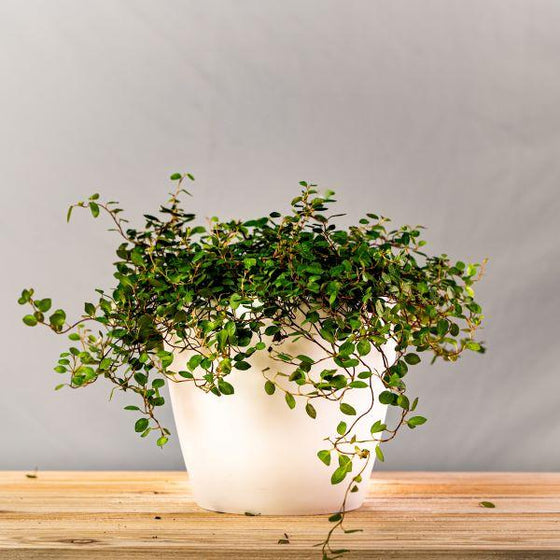 angel hanging plant Angel Vine