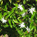 angel wing jasmine has bright white flowers