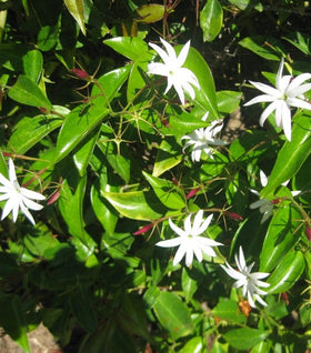 Angel Wing Jasmine nitidum