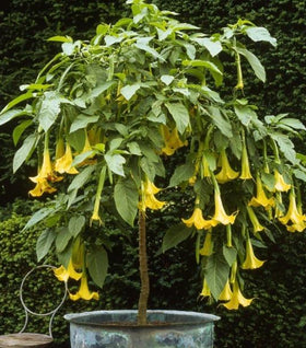 Angels Trumpet Plants