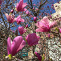 Magnolia Ann Tree pink Blossoms
