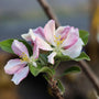sweet pale pink and white spring blooms on the anna apple tree