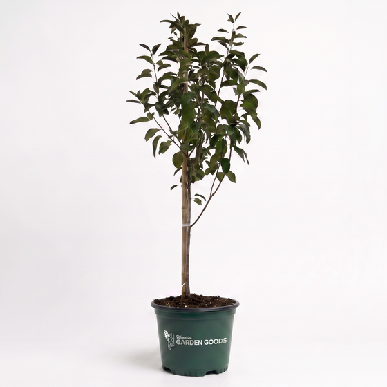 Anna apple tree in 5gal pot