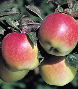 Anna Apple Tree