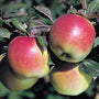 Anna Apple Trees for Sale Garden Goods Direct