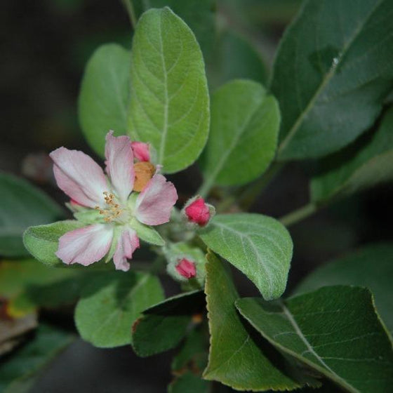 Anna Apple Tree Flowers