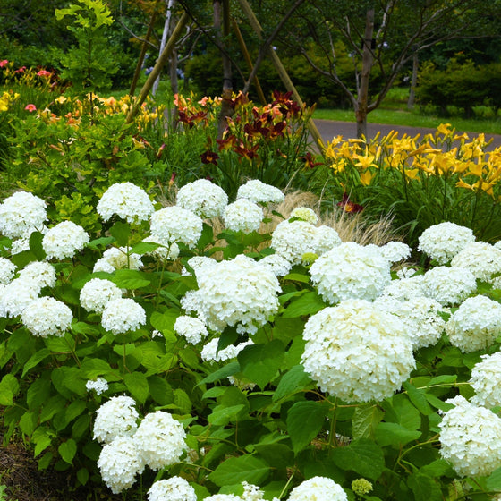 Annabelle hydrangea shrub in the mixed border