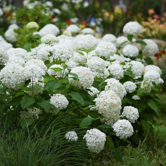 Buy Hydrangea Annabelle Online | Garden Goods Direct