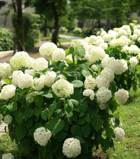Annabelle Hydrangea