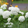 Annabelle Hydrangea Shrubs flowering in a mixed landscape bed