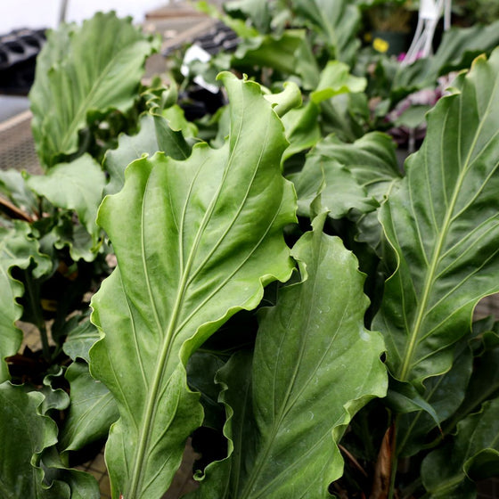 anthurium ruffles unique wavy leaves