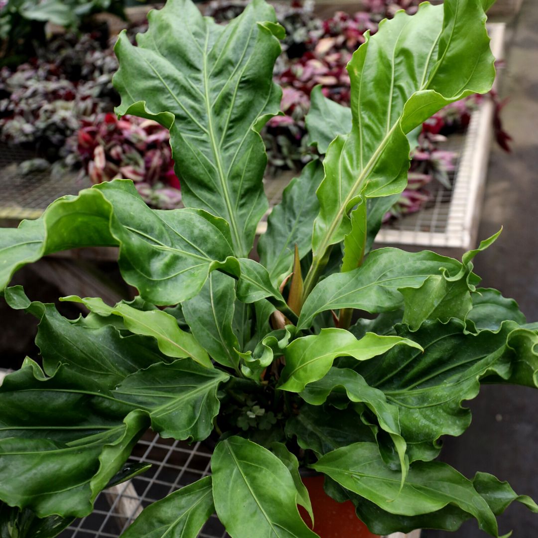 anthurium plowmanii ruffles Anthurium Ruffles