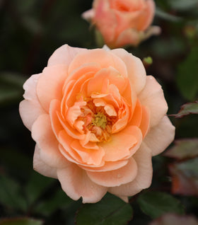 Apricot Drift® Rose