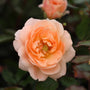 close up view of apricot drift rose in bloom