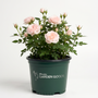 A potted flowering rose plant with pale pink blooms and green foliage, shown in a dark green nursery pot with the Woodies Garden Goods logo, on a clean white background.