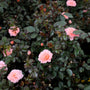 apricot drift rose spring blooms