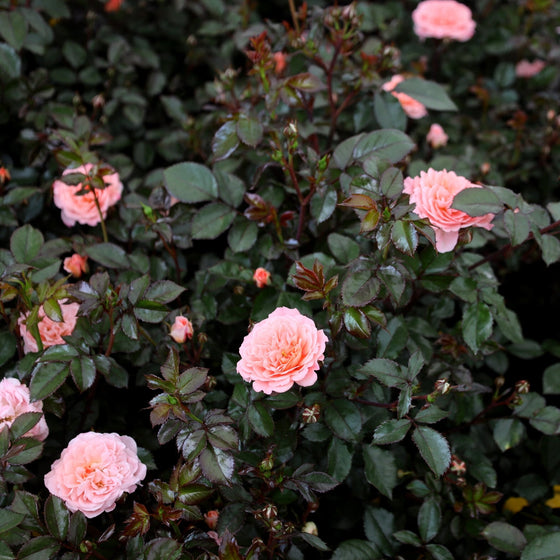 apricot drift rose spring blooms