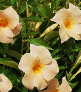 Apricot Mandevilla