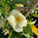 apricot mandevilla flowers with bright green leaves