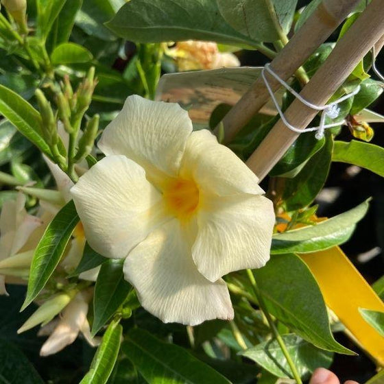apricot mandevilla flowers with bright green leaves