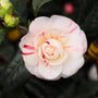 unique white and pink striped bloom on april dawn camellia