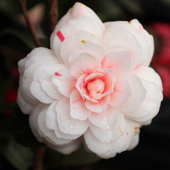 close up view of pale pink striped blooms on arpil dawn camellia