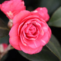 Close-up of April Kiss camellia flower, formal double pink petals with rich tone and layered texture against dark glossy leaves.