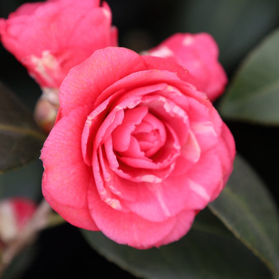 Close-up of April Kiss camellia flower, formal double pink petals with rich tone and layered texture against dark glossy leaves.