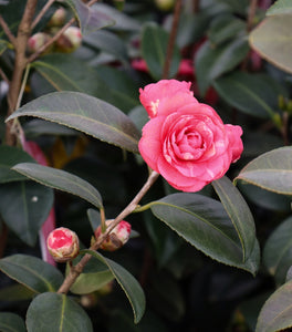 April Kiss Camellia