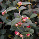 April Kiss camellia habit photo showing compact upright evergreen shrub, dense glossy foliage, ideal for foundation beds and hedges.