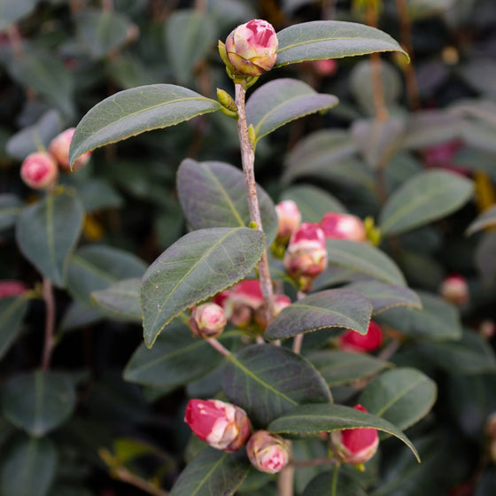 April Kiss camellia habit photo showing compact upright evergreen shrub, dense glossy foliage, ideal for foundation beds and hedges.