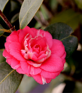 April Kiss Camellia