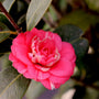 vibrant pink blooms with intermittent white stripes on spring blooming april kiss camellia