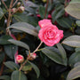 april kiss camellia branch with two buds and two large pink blooms