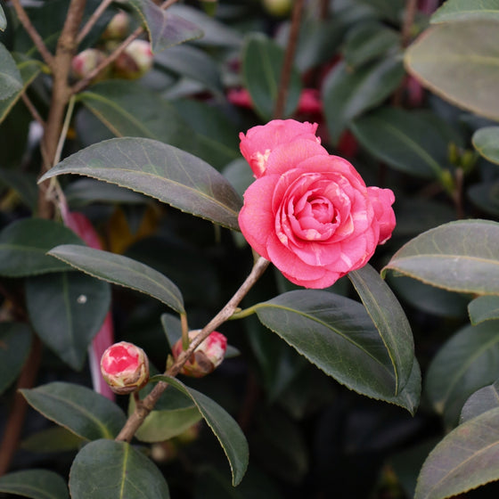 april kiss camellia branch with two buds and two large pink blooms