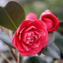 professional photo of april kiss camellia bloom in early spring