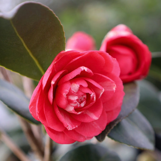 professional photo of april kiss camellia bloom in early spring