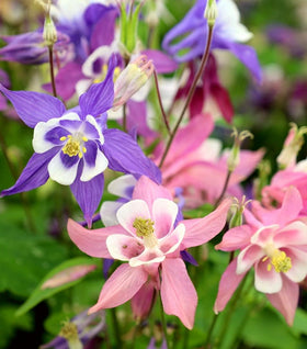Aquilegia Biedermeier