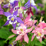 Aquilegia biedermeier flowers